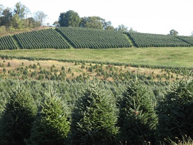 Blue Ridge Christmas Trees